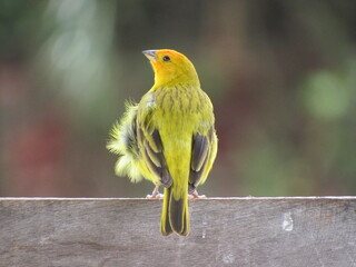 Yellow and gray land canary perched on wooden fence