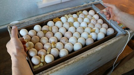male hands holding a container full of large speckled hatching eggs and lowering them into a box of a home incubator for hatching turkey chicks, airing eggs during home incubation