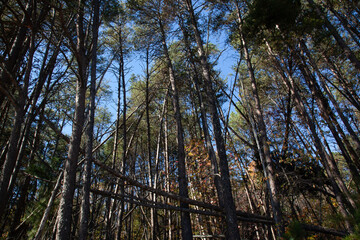 Fallen trees after the storm