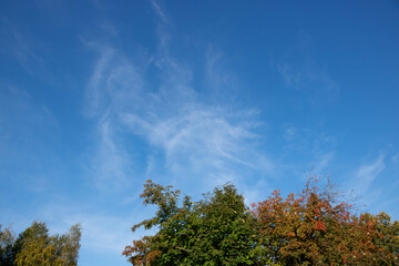 Blue sky with feathery white clouds above the trees on a clear sunny day