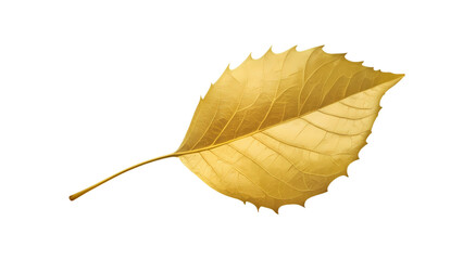 Golden Leaf Showcasing Intricate Details and Texture Against a Clean White Background During Autumn