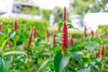 Top view of Indian Head Ginger or Red flower, focus selective