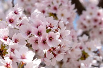 満開の桜