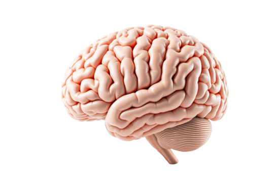 Anatomical human brain model shown isolated on a white background. Detailed and clean design concept for medical and educational purposes. Ai generative