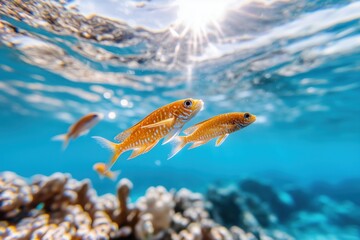 Fototapeta premium Unterwasserwelt mit tropischen Fischen und Korallenriffen in klarem, blauem Wasser