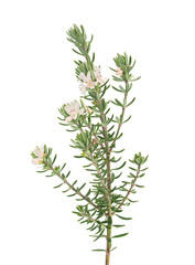 Coastal rosemary plant isolated on white background, Westringia fruticosa