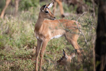 Close of a young Impala in. the African bush in Hluhluwe Imfalozi National Park, South Africa.