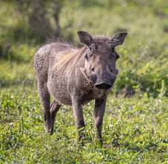 Close up of a Warthog with large tusks staring at camera in Hlulluwe Imfolozi National Park, South Africa