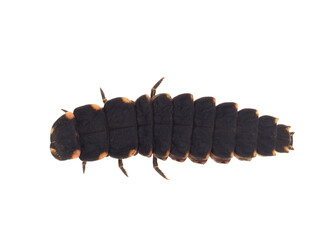 Common glow-worm beetle isolated on white background, Lampyris noctiluca larvae