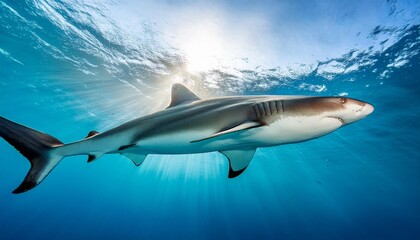 Fototapeta premium shark in the sea