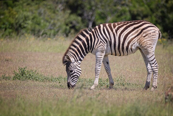 Close up of a Plains Zebra grazing in the bush at Addo National Park, South Africa