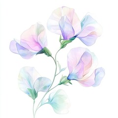 A sweet pea flower vine, soft pastel tones, watercolor style, isolated on white background,