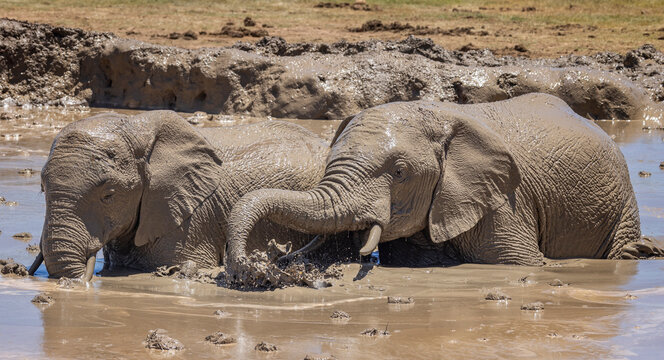 Pair of female African Elephants wallowing in muddy waterhole in Addo Elephant Park, South Africa