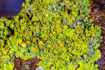 Xanthoria parietina - yellow-green lichen on a tree branch, apothecia and perithecia on lichen in...