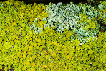 Xanthoria parietina - yellow-green lichen on a tree branch, apothecia and perithecia on lichen in...