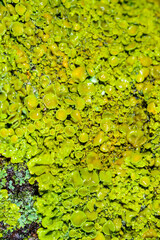 Xanthoria parietina - yellow-green lichen on a tree branch, apothecia and perithecia on lichen in autumn