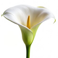 White calla lily on white.