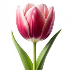 Naklejka premium Pink tulips isolated on white.