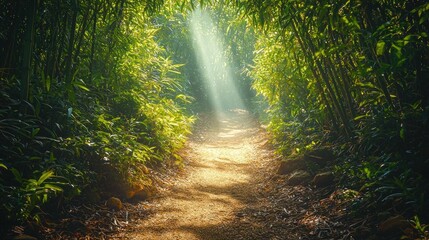 Obraz premium Sunlit Path Through Lush Bamboo Forest