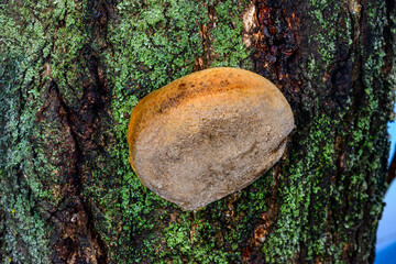 Phellinus sp. - young tinder fungus growing on an old apricot tree, Odessa