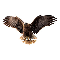 Fototapeta premium Majestic Golden Eagle with Open Wings
