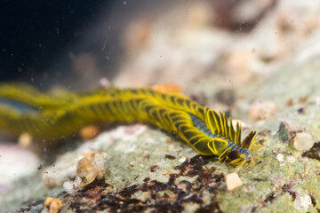 Paddle worm Verme pagaia (Phyllodoce paretti). Porto Conte. Alghero, SS, Sardegna, Italy