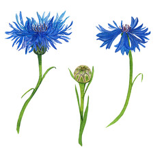 blue cornflower flowers, watercolor set of elements for cosmetics, tableware, packaging