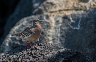 Galapagos Dove