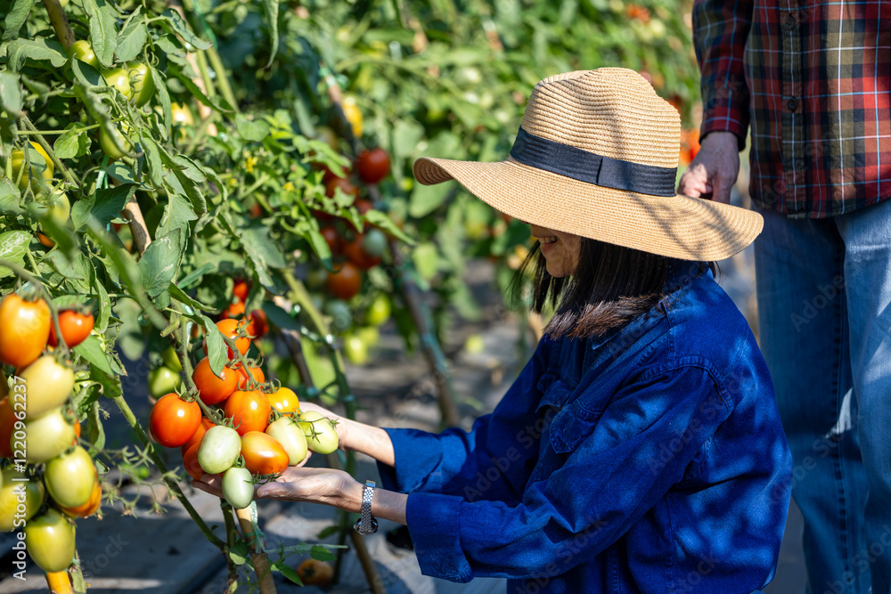 Poster Asian senior couple farmer are picking fresh tomatoes in the field of organics vegetables garden for harvest season and healthy diet food in countryside homestead for longevity and retirement activity