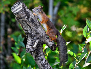 Red squirrel climb upwards