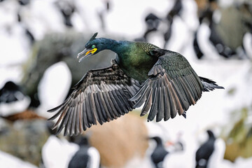 European shag
