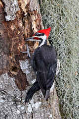 Pileated Woodpecker