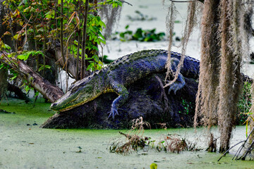 Sleeping beauty, American Alligator