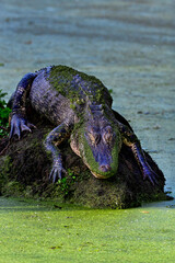 Sleeping beauty, American Alligator