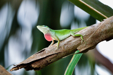 "Mr. Green" is marking his territory.