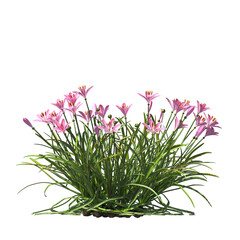 Zephyranthes candida, autumn zephyrlily, white windflower, white rain lily, Peruvian swamp lily, evergreen, small tree, bush, light for daylight, easy to use, 3d render, isolated