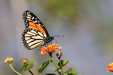 Monarch butterfly