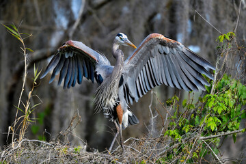 Great Blue Heron on the tree