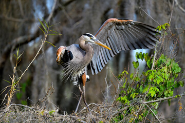 Great Blue Heron on the tree