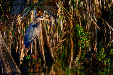 Great Blue Heron in the habitat.