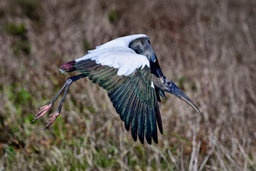 Wood Stork