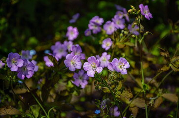 Blooming lilac geranium in the sun light in the garden. Texture.