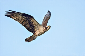 Osprey flyby