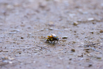 small black and red gravedigger with mites on the body, small gravedigger on the forest path, death beetle with mites, orange black insect on the path, Nicrophorus,  scavenger