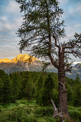 Tree in the Swiss Alps at sunset