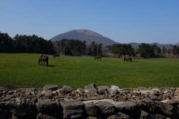 Fototapeta premium horses on a meadow