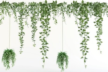 Obraz premium High Detail Picture of 3D Illustration of Set Hanging Plant Isolated on White Background