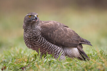 Eurasian goshawk - Astur gentilis on ground in green grass at dark background. Photo from Białowieża Forest in Poland.