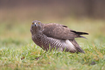 Eurasian goshawk - Astur gentilis on ground in green grass at dark background. Photo from Białowieża Forest in Poland.