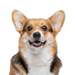 Cheerful corgi with bright eyes and a happy expression, perfect for pet lovers.